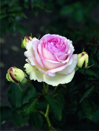 Eden Rose '88_0001.jpg